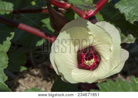 Single Okra, Abelmoschus Esculentus Flower