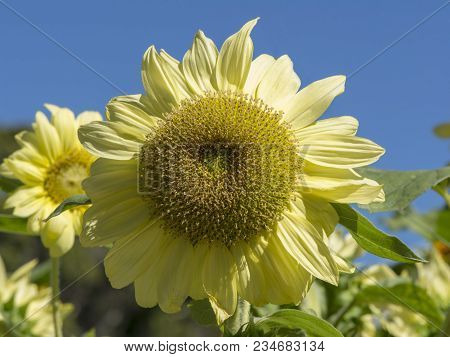 Helianthus (sunflowers) Flowers With Light Pastel Yellow Petals Growing In The Garden And Surrounded