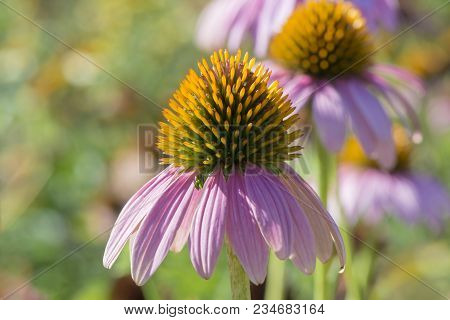 Spikey Echinacea (coneflower) Flowers Growing In Their Natural Garden Setting, Using Shallow Depth, 