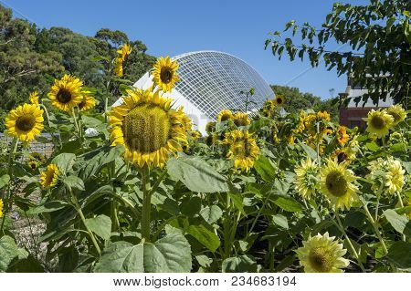 Adelaide, South Australia, Australia - February 4, 2018: Helianthus (sunflowers) Flowers Growing In 