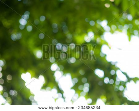 Natural - Blurred Nature Green Leaves White Background