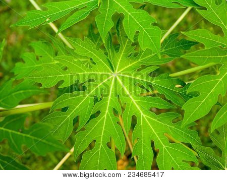 Papaya Leave In Green In The Gardens