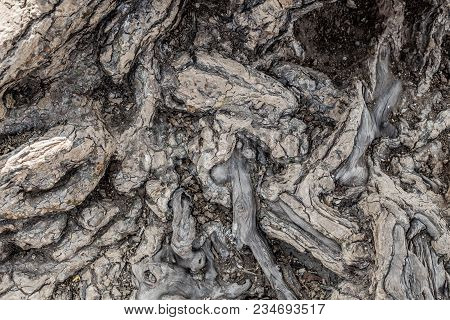 Texture Of Bark Of An Old Tree As An Art Of Nature
