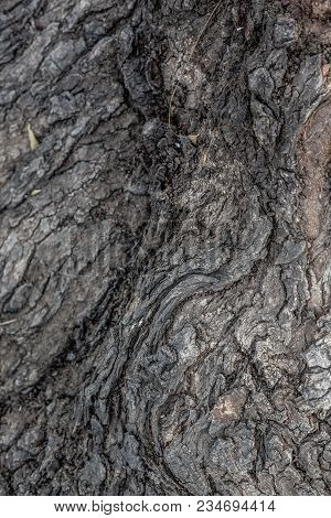 Texture Of Bark Of An Old Tree As An Art Of Nature