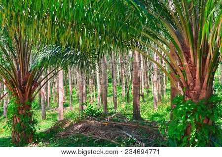 Oil Palm On The Background Plantation Hevea Trees (caoutchouc Tree)
