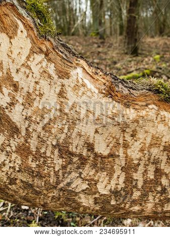 Beaver Tooth Marks Visible On Gnawed Tree Trunk