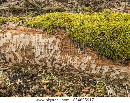 Beaver Tooth Marks Visible On Gnawed Tree Trunk