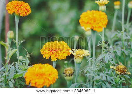Tagetes In The Garden. Tagetes Garden Flowers. Tagetes - Magic Flowers