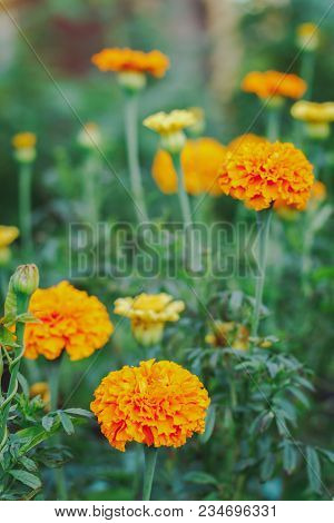 Tagetes In The Garden. Tagetes Garden Flowers. Tagetes - Magic Flowers