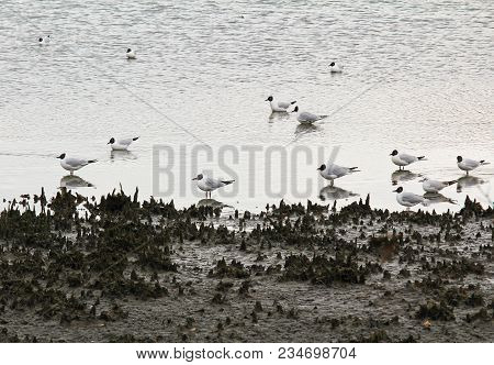 Flock Of Gull On Let Out Pond