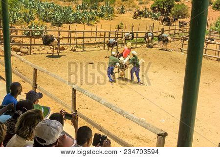 Oudtshoorn, South Africa - Dec 29, 2013: Tourists And Visitors Looking Caucasian Woman Rides Ostrich