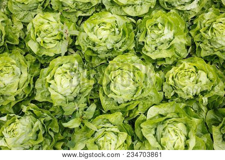 Picture Perfect Field Filled With Lettuce Heads. Agriculture Industry, Fresh Produce, Mass Productio