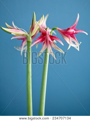 Amaryllis Hippeastrum Exotic Sybister Quito Close Up