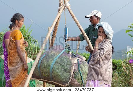 Munnar, India - January 18, 2016: Indian Man Weighs A Bag With Green Tea At Plantation In Kerala, So