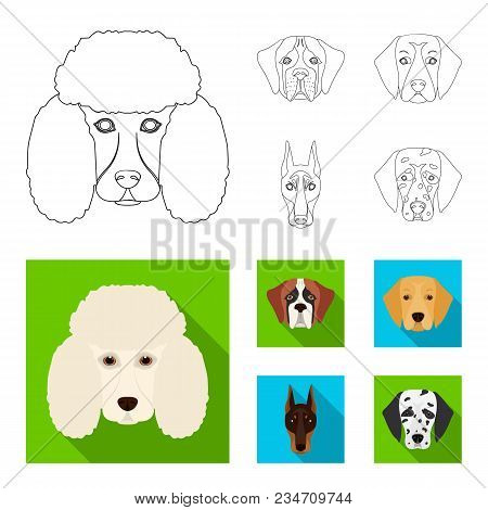 Muzzle Of Different Breeds Of Dogs.dog Of The Breed St. Bernard, Golden Retriever, Doberman, Dalmati