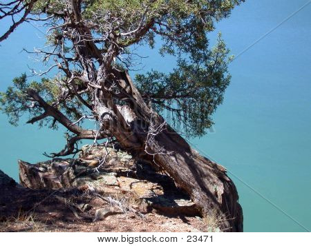 จูนิเปอร์เหนือทะเลสาบเขียว