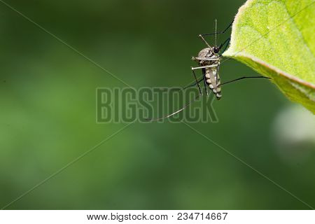 Aedes Aegypti Mosquito. Close Up A Mosquito On Leaf
