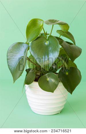 houseplant peperomia in white pot