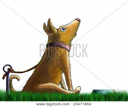 Uma sessão surpresa o cão