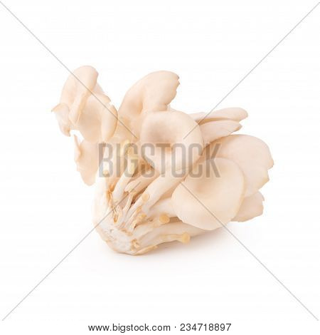 White Panus Polychrous Isolated On A White Background.