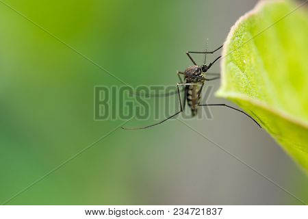 Aedes Aegypti Mosquito. Close Up A Mosquito On Leaf