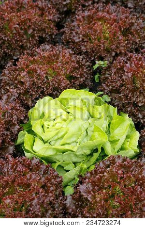 Picture Perfect Green Lettuce Head Surrounded By Red Lettuce. Agriculture Industry, Fresh Produce, M