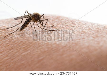 Aedes Aegypti Mosquito. Close Up A Mosquito Sucking Human Blood,
