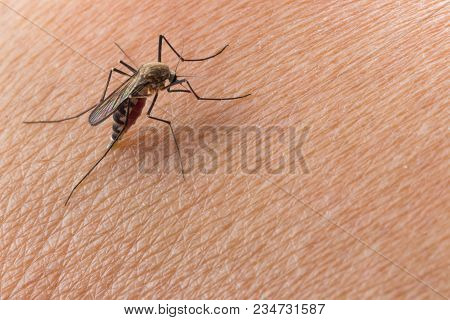 Aedes Aegypti Mosquito. Close Up A Mosquito Sucking Human Blood,
