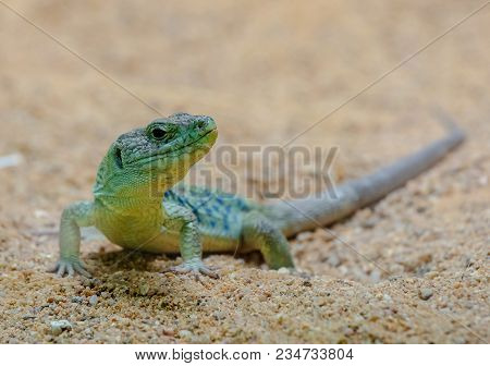 Green Lizard Crawling On Stones On Sunny Day