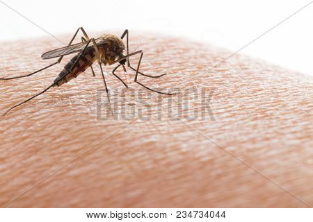 Aedes Aegypti Mosquito. Close Up A Mosquito Sucking Human Blood,