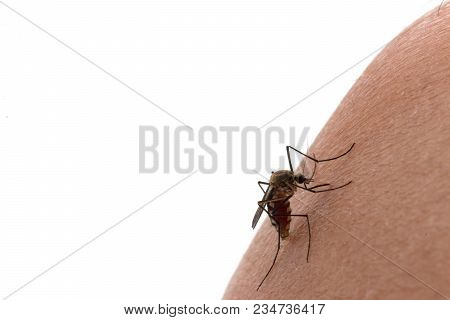 Aedes Aegypti Mosquito. Close Up A Mosquito Sucking Human Blood,