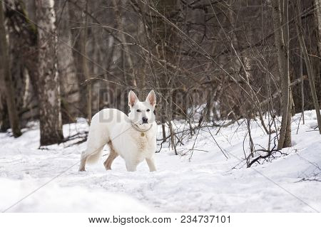 White Dog In The Forest On The Snow In Winter