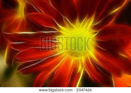 Gänseblümchen-Burst