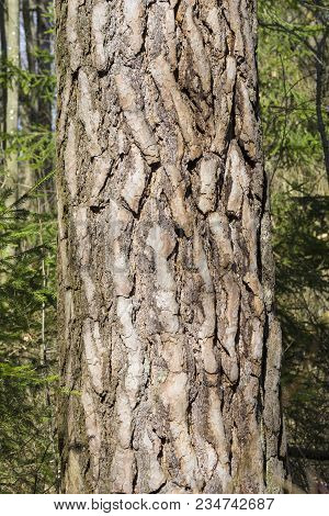 Close-up Of The Bark Of An Old Black Pine Tree In The Forest. View To The Detailed Bark Of An Black 