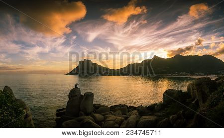 The Setting Sun Lights Up The Clouds And Water As The Leopard Gazes Out Over Hout Bay, Cape Town, So