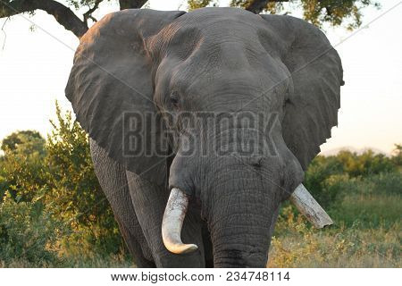 Up Close Picture Of An Elephant In South Africa