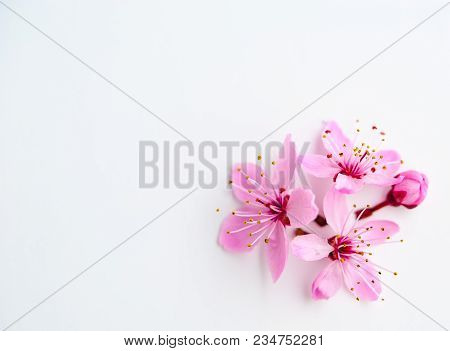 Vivid Pnk Cherry Blossom In Spring Time On White Background. Negative Space.
