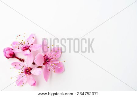 Vivid Pnk Cherry Blossom In Spring Time On White Background. Negative Space.