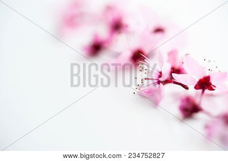 Vivid Pnk Cherry Blossom In Spring Time On White Background. Negative Space.