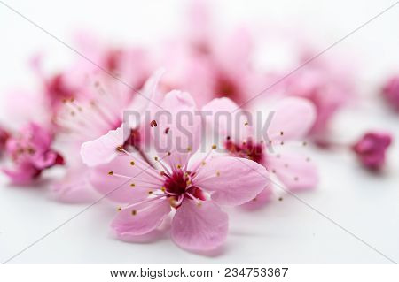 Vivid Pnk Cherry Blossom In Spring Time On White Background. Negative Space.
