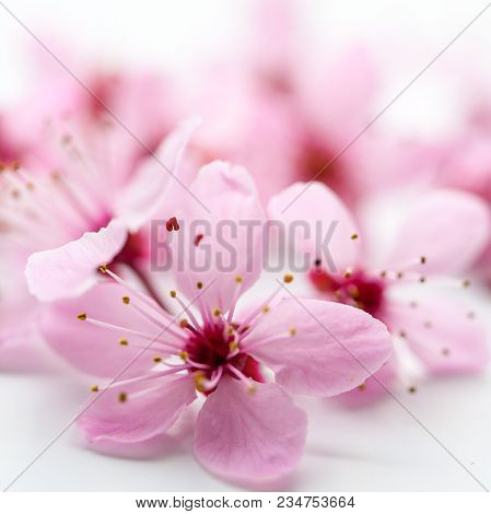 Vivid Pnk Cherry Blossom In Spring Time On White Background. Negative Space.