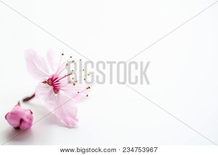 Vivid Pnk Cherry Blossom In Spring Time On White Background. Negative Space.
