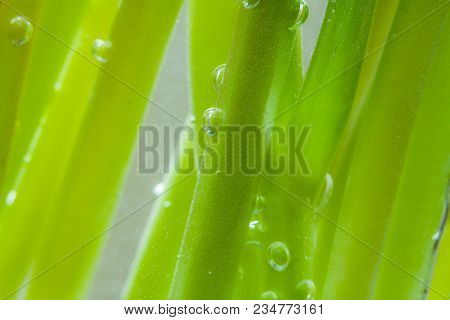 Spring Nature Background With Green Stems In Water.