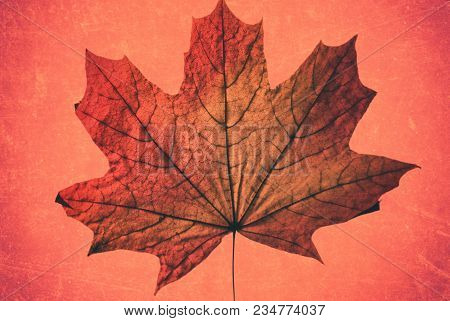 Beautiful Autumn Red Yellow Maple Dry Leaf On A Pink Background Artwork Closeup.