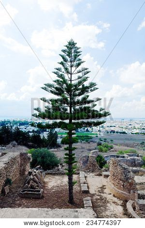 Araucaria Evergreen Conifer On Ruins Old And Background Of New Carthage Tunisia Africa