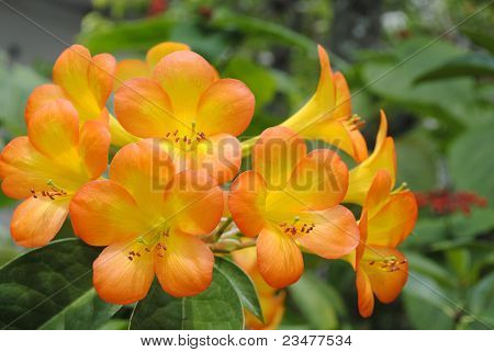 Simbu tramonto, Rhododendron tropicali