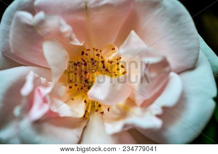 Closeup Macro Shot Of A White Wildrose Blossom