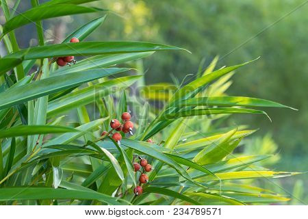 Camphor Seeds,  Siam Cardamon, Clustered Cardamom. - Amomum Testaceum Ridl. - Zingiberaceae.