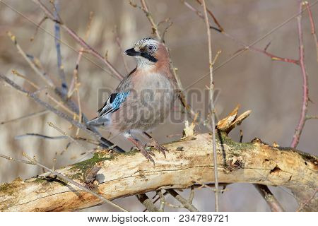 Eurasian Jay (garrulus Glandarius) Sits On A Fallen Tree, Turning Its Head.