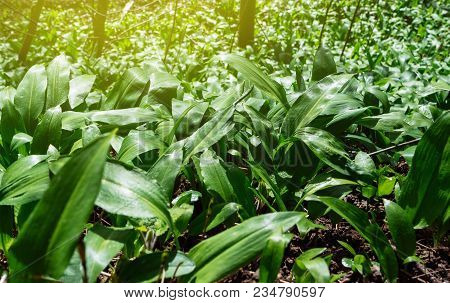 Macro Detail Of Spring Medical Nutritional Plant And Fresh, Natural, Wild-grown, Bears Garlic Leaves
